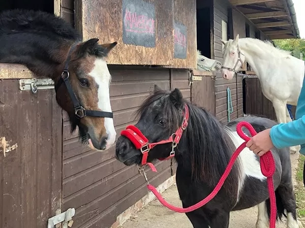 Horse 2024 rehoming centre